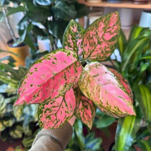 Aglaonema 'Lady Valentine