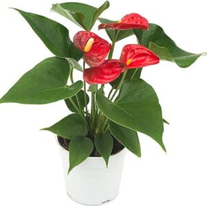 anthurium plant by plant parlour