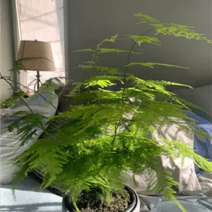asparagus fern plant