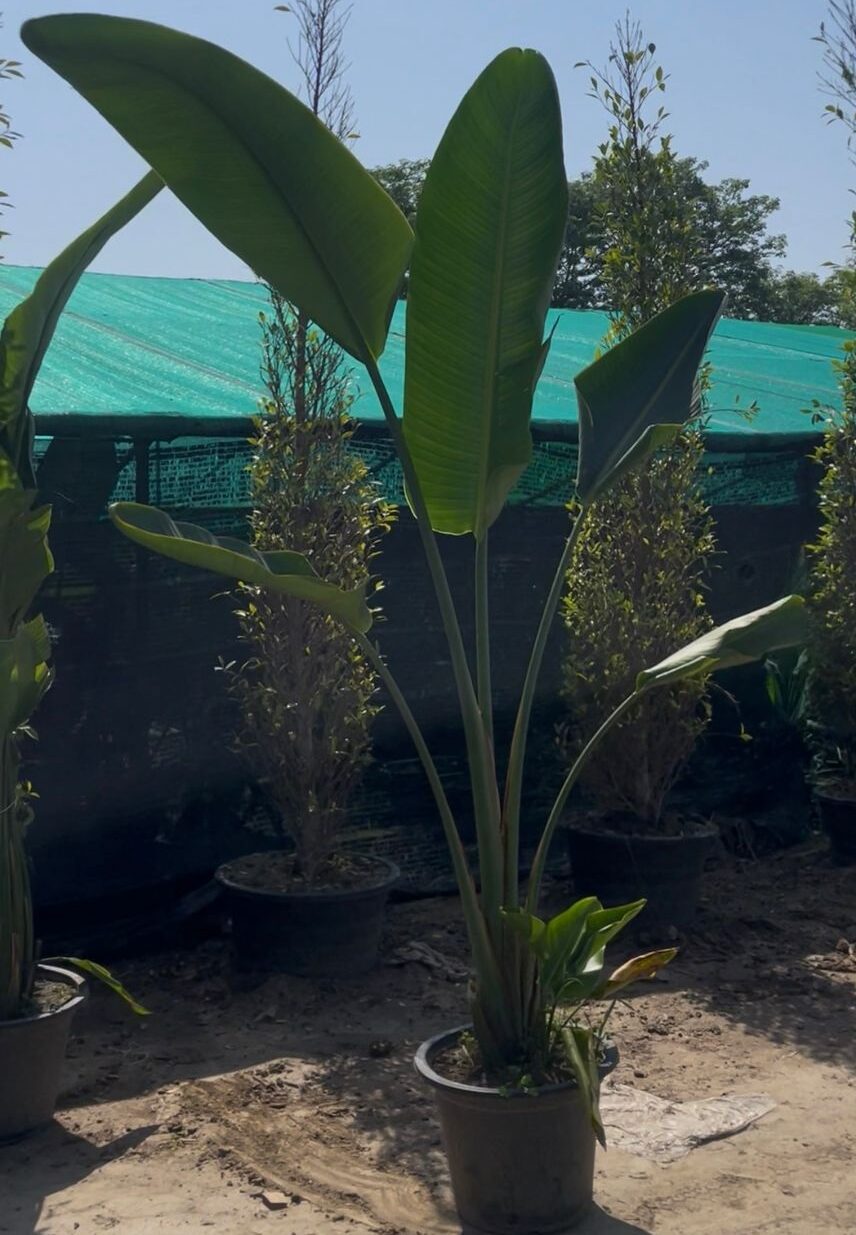 bird of paradise 18inches pot plant