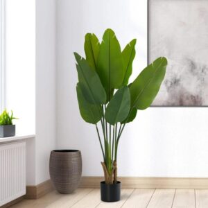 bnana leaf banana palm plant plant parlour