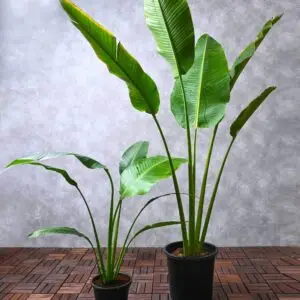 Banana Palm Plant | Traveller Plam with pot