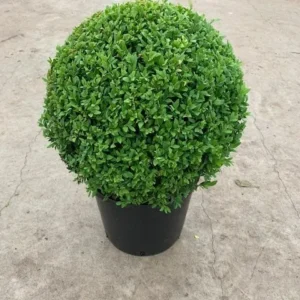 buxes ficus ball cages - plant parlour