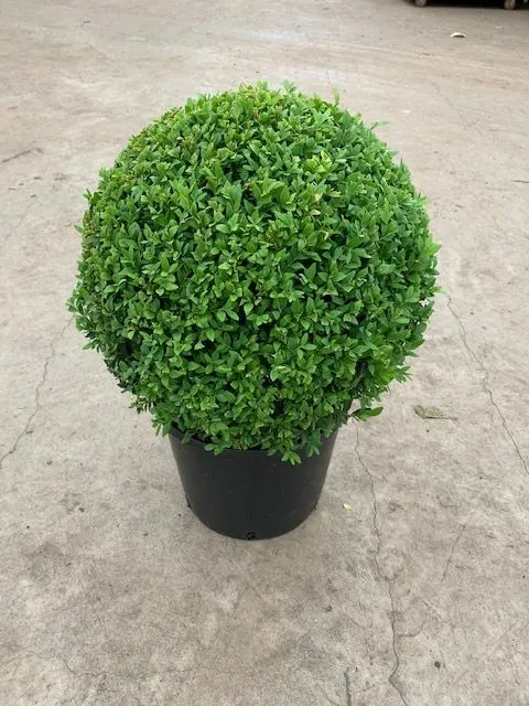 buxes ficus ball cages - plant parlour