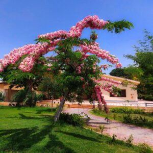 cassia nodosa tree pink by plant parlour