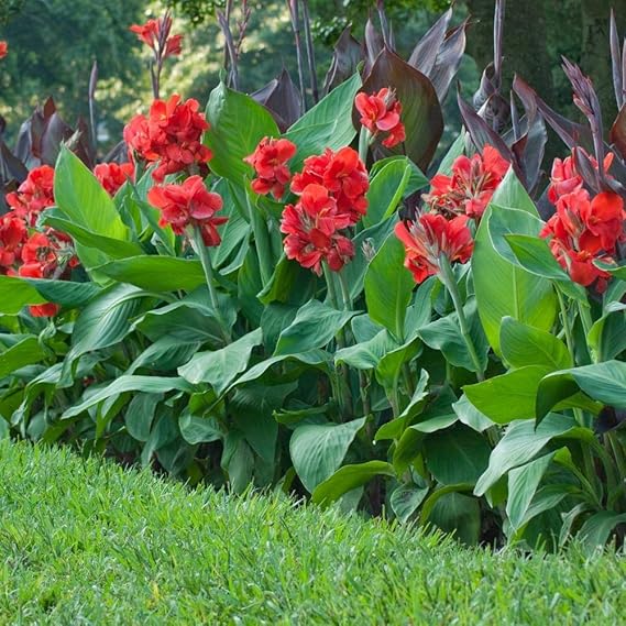 canna lily plant