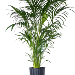cat plam indoor plant plant parlour