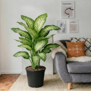 dieffenbachia-seguine-tropic-snow-uaes-lush-houseplant-plant parlour