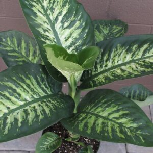 Dieffenbachia