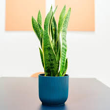 Sansevieria Variegated snake planr \ plant parlour