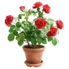 English Rose - red