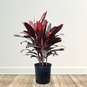 dracaena mysore ruby