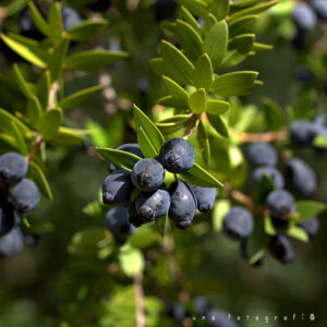 myrtle berry by plant parlour