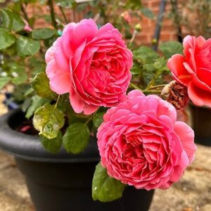 David Austin Pink rose plant