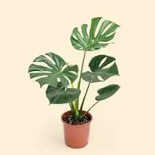 Monstera deliciosa by plant parlour
