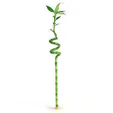 lucky bamboo by plant palrour