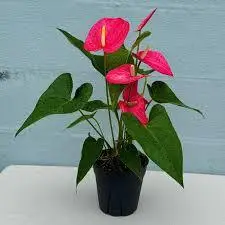 anthurium