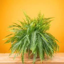 Boston fern plant