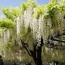 wisteria vinw white by plant parlour