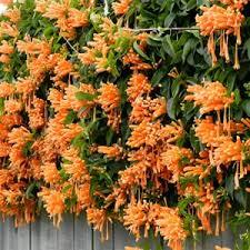 Golden shower vine