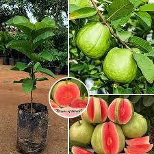 red guava plant