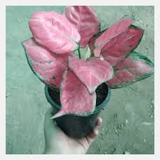 Aglaonema Pink