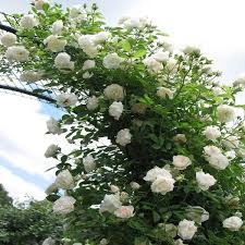 rose vine white