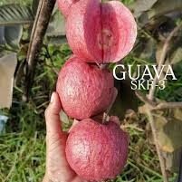 skr 3 guava