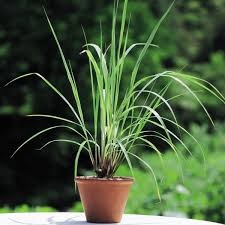 Lemon grass