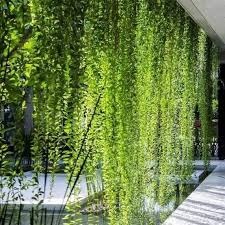 Bombay Creeper Vine | Parda Bail