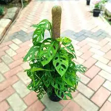 Monstera Broken heart | monstera cut leaf plant | Planr