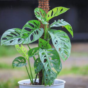 monstera adansonii - monstera broken heart