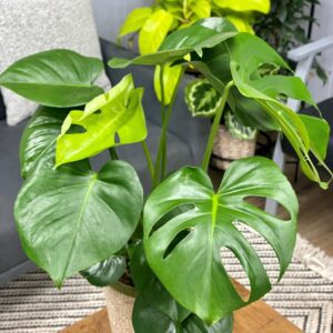 Monstera Deliciosa plant parlour