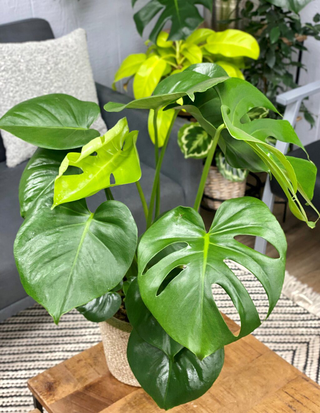 Monstera Deliciosa plant parlour