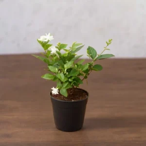 arabian jasmine by plant parlour