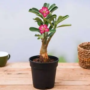 adenium desert by plant parlour