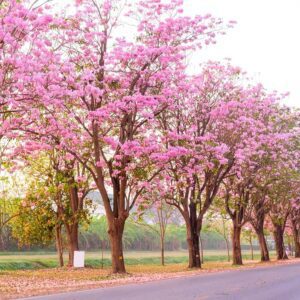 Tabebuia Pink Plant (Tabebuia rosea)