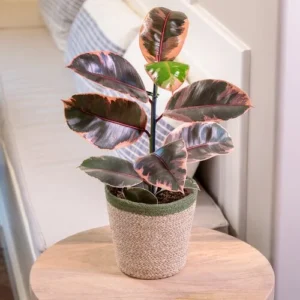 rubber plant Pink by plant parlour