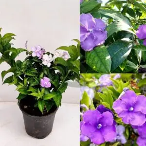 francisia plant by plant parlour