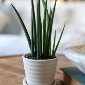 snake plant mon ster finger