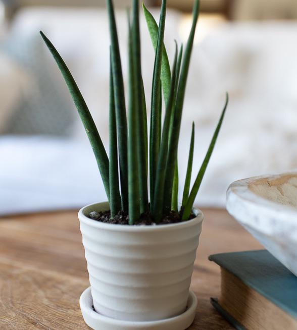 snake plant mon ster finger