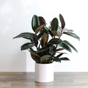 black rubber plant by plant parlour