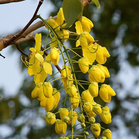 Amaltas Tree (Cassia fistula) - Image 2