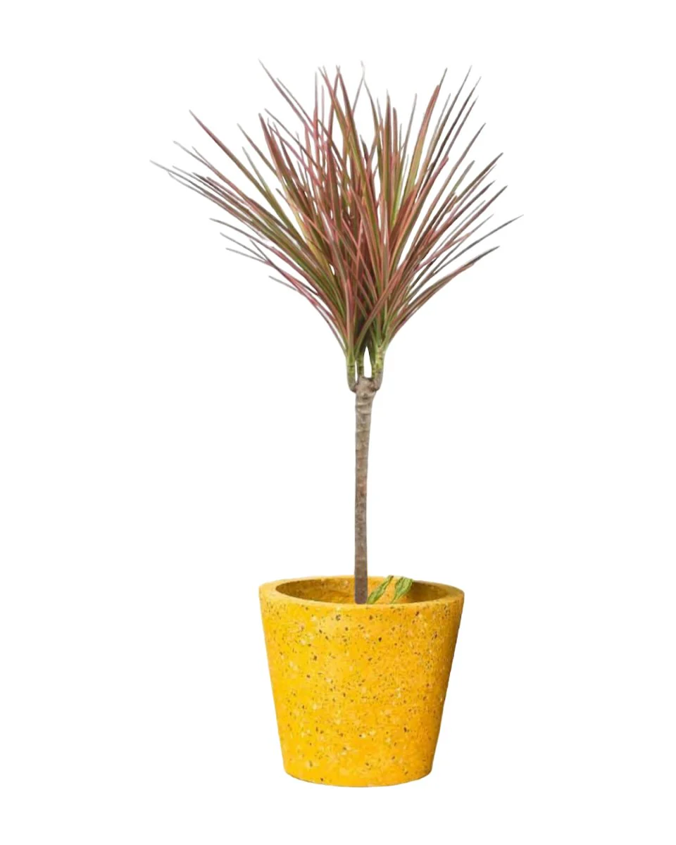 dracaena pink