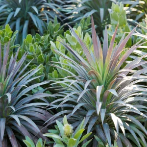 yucca blueboy - yucca Aloifolia Purpurea Plant – Yucca fawara