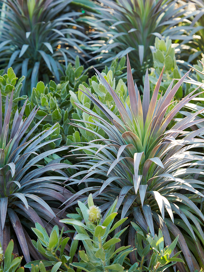 yucca blueboy - yucca Aloifolia Purpurea Plant – Yucca fawara