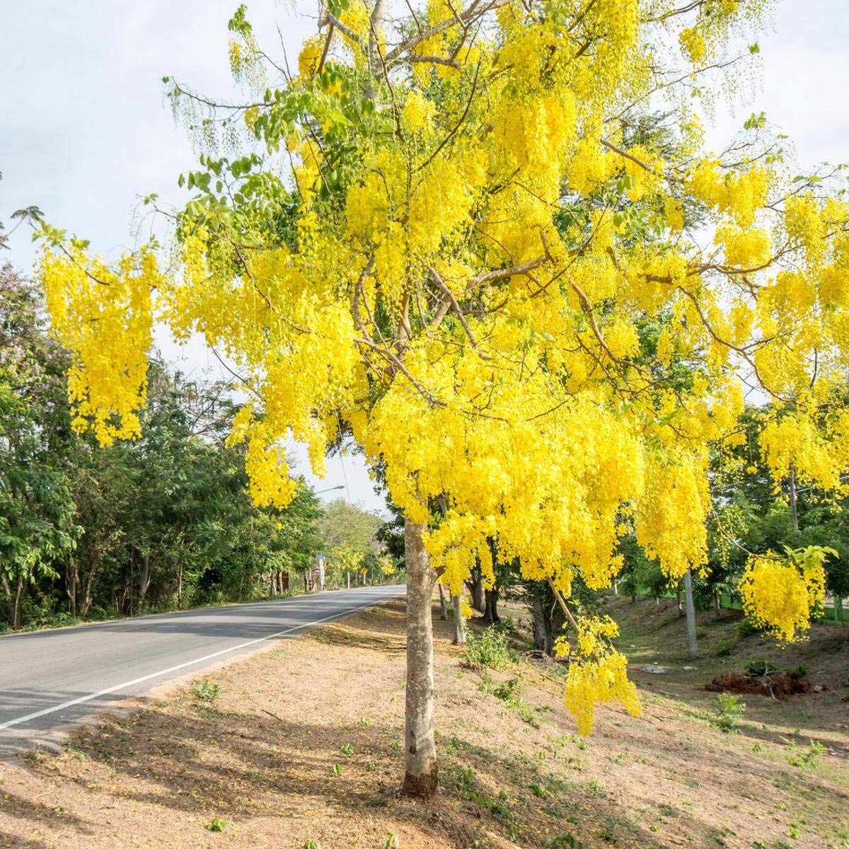 amaltas tree by plant parlour