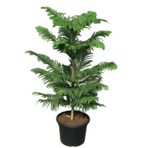 Araucaria Plant (Norfolk Island Pine) – Indoor Pine Tree