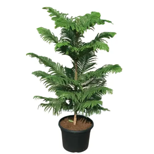 Araucaria Plant (Norfolk Island Pine) – Indoor Pine Tree