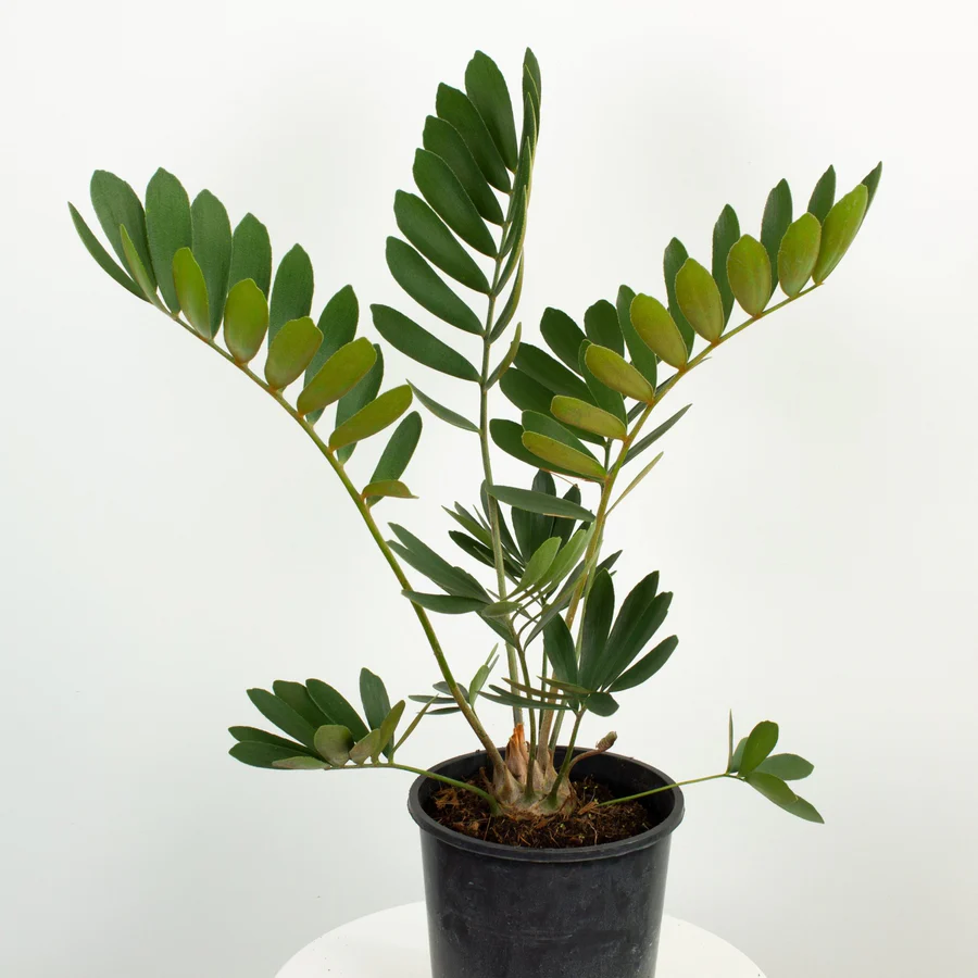 zamia plam cardboard plam